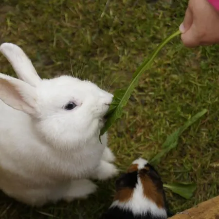 Hanserhof ファームステイ
