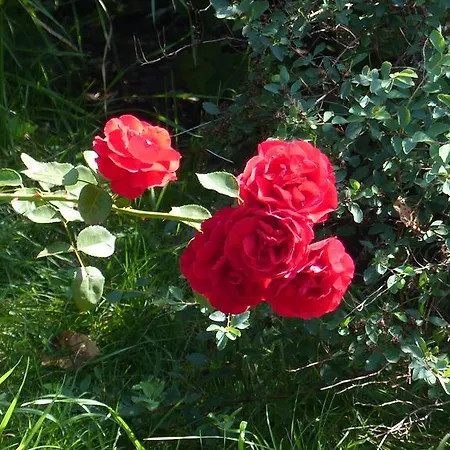 Hanserhof Κατάλυμα σε φάρμα Zell am Ziller